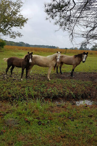 Majestic Equine Trio 🌟🐴