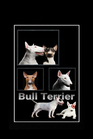 Bull Terrier Showcase: A Portrait of Playfulness 🐾
