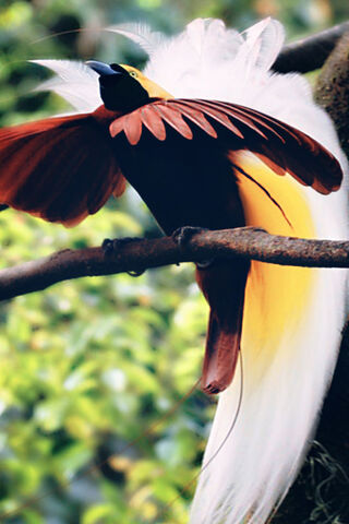 The Enchanting Dance of the Bird of Paradise 🌺🦜