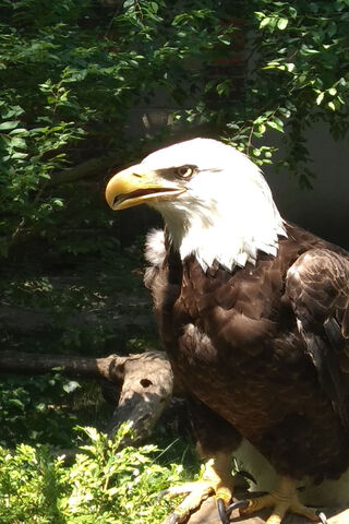 Majestic Guardian of the Skies 🦅