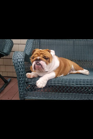 Chillin' Bulldog Vibes 🐶✨