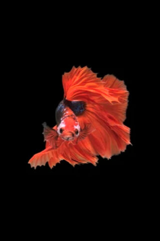 Betta