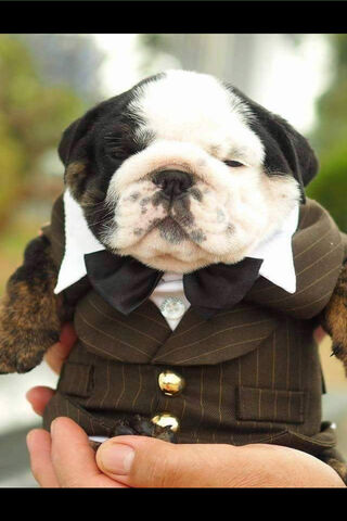 Dapper Baby Bully: The Cutest Little Gentleman! 🐶✨