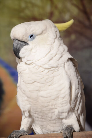 Majestic Cockatoo: Nature's Feathered Wonder 🦜✨