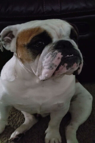 Sir Archie the Charming Bulldog 🐶👑