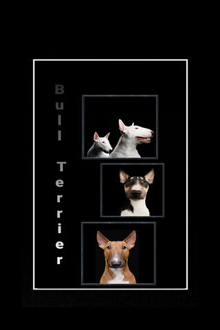 Charming Bull Terriers: A Trio of Personalities 🐶❤️