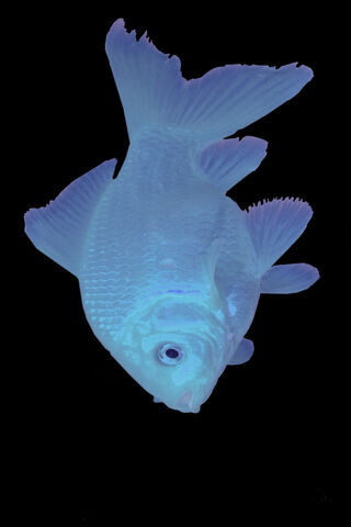 Mystical Blue Fish: A Glimpse into the Deep