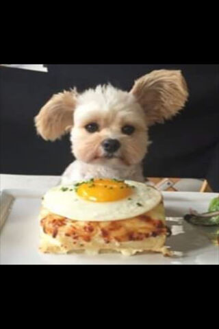 Paw-sitively Delicious Breakfast! 🐾🍳