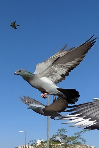 Soaring High: The Grace of Birds in Flight 🕊️✨