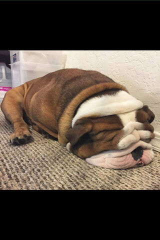 Bulldog Bliss: The Art of Napping 💤🐶