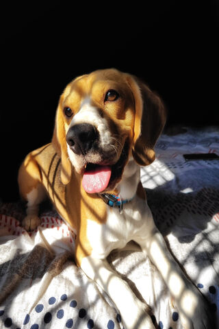 Beagle Bliss: Sun-Kissed Moments 🌞🐶