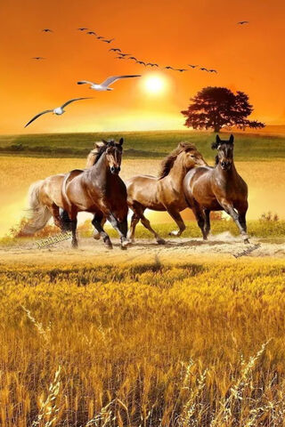 Brown Horses