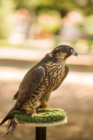 Miki the Majestic Falcon 🦅✨