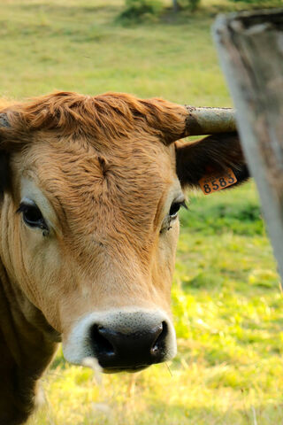 Bae the Beloved Cow 🐄❤️