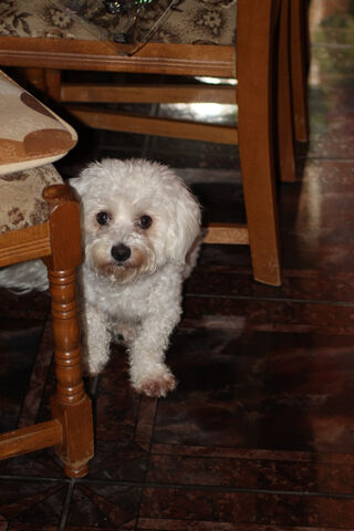 Bichon Bliss: A Fluffy Companion