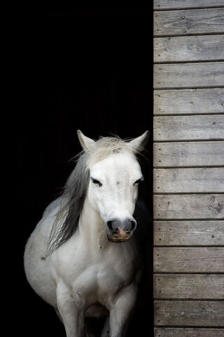 Elegance in White: The Majestic Beauty