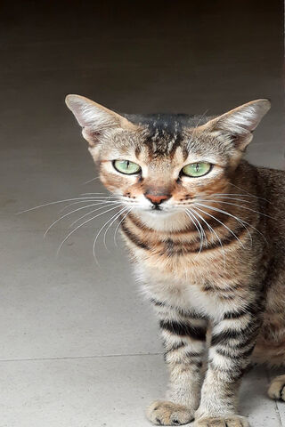 Whiskers of Wonder: The Curious Cat 🐾