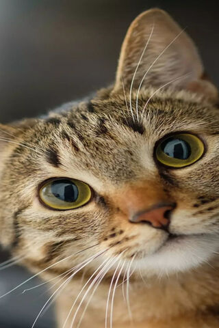 Curious Whiskers: The Enigmatic Cat 🐾