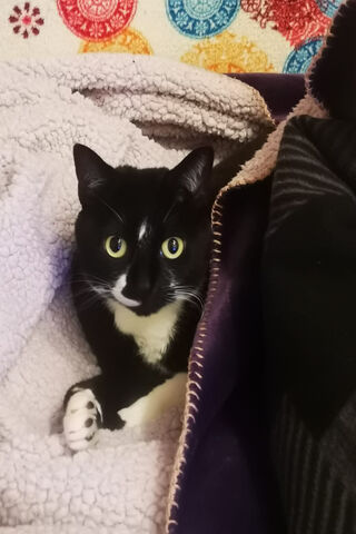 Cozy Cat Cuddles 🐾