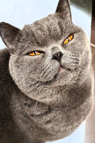 Majestic British Feline 🐾