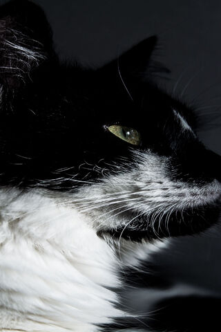 Whiskers of Affection 🐾❤️