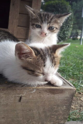 Purrfectly Cozy Kittens 🐾❤️