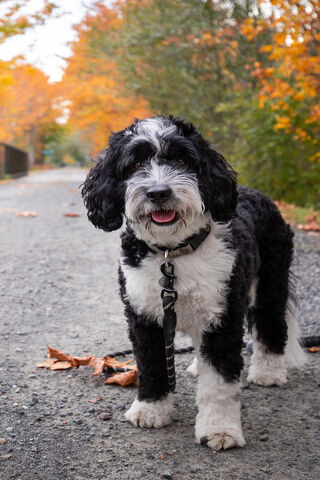 Autumn Adventures with a Cute Pup 🍂🐶