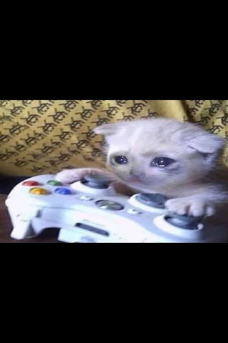 Gamer Kitty: The Purr-fect Player! 🎮🐾