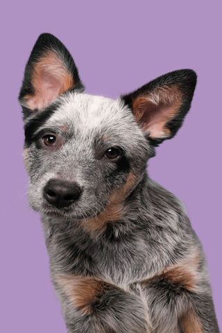 Adorable Pup with a Heart of Gold 🐾💖