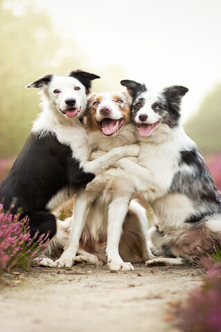 Adorable Paws and Happy Hearts 🐾❤️