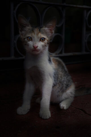 Whiskers in the Shadows 🐾