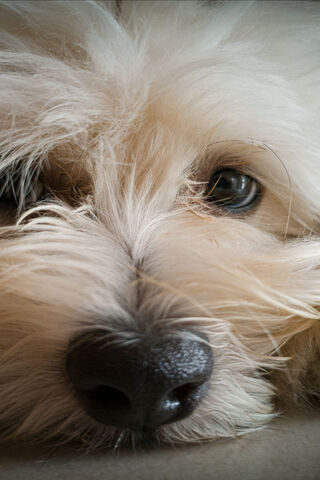 Adorable Pup Close-Up 🐶💖
