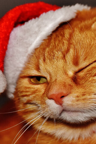 Festive Feline Fun! 🎄🐾