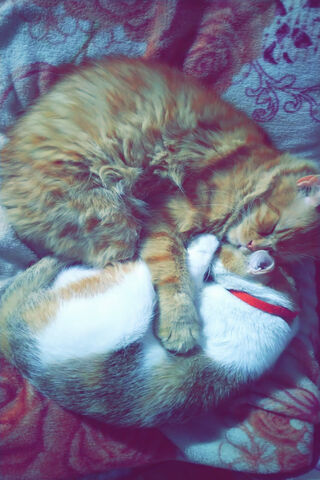 Purrfect Snuggles: A Cozy Cat Duo 🐾❤️