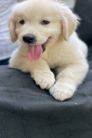 Casper the Cuddly Cloud ☁️🐾