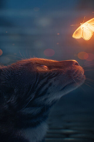 Cat And Butterfly Art