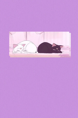 Dreamy Duo: Cats in Harmony 🐾💤