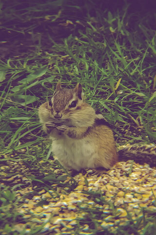 Charming Chipmunk: Nature's Little Snack Lover 🐿️🌿
