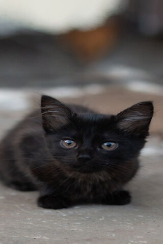 Mystery of the Midnight Kitten 🌙🐾