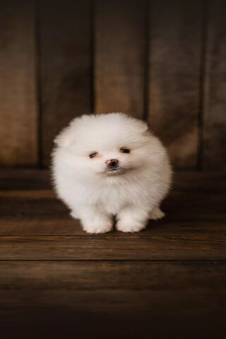 Fluffy Joy: The Adorable Pomeranian 🐾✨
