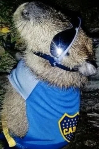 Cool Carpincho: Boca Juniors' Biggest Fan! 🐾⚽️