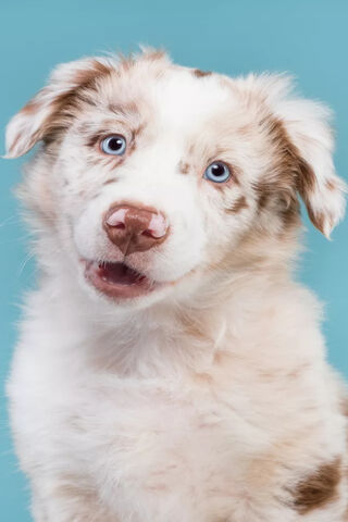 Adorable Pup with Stunning Blue Eyes 🐶💙