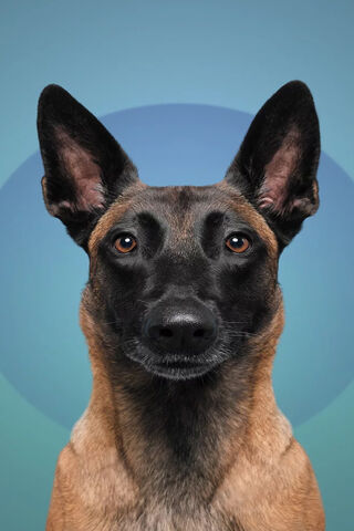 Adorable Pup with a Heart of Gold 🐾💖