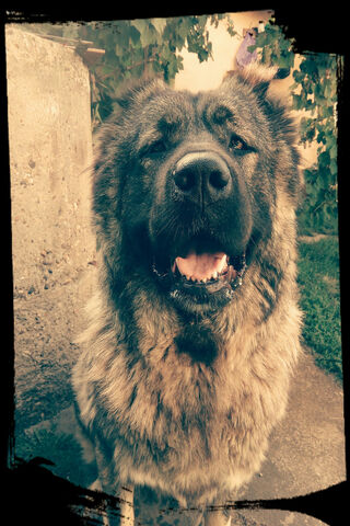 Majestic Guardian: The Caucasian Shepherd 🐾