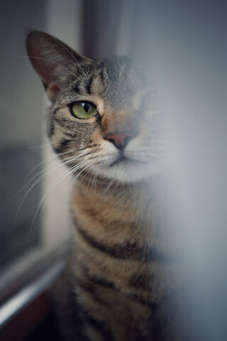 Whiskered Wonder: A Cat's Gaze