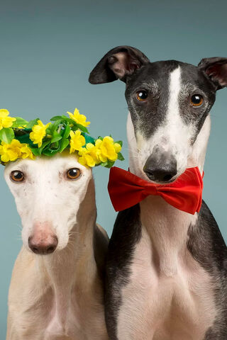 Dapper Duo: Pawsitively Adorable!
