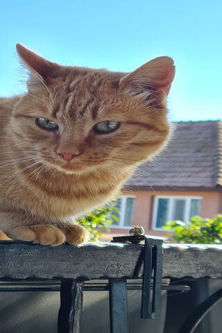 Garfilda the Curious Cat 🐾