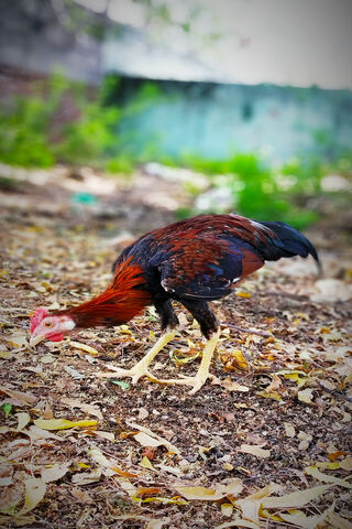 Clucking Around: The Curious Chicken