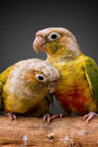 Couple