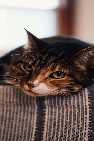 Paws and Contemplation 🐾✨